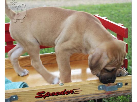 PoulaTo: Cane Corso κουτάβια για υιοθεσία